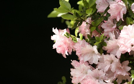 FLOWER WALL - flowers, wall, natue, pink