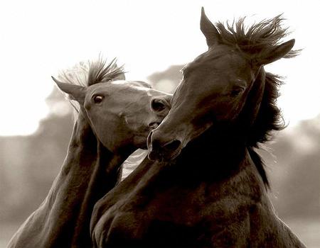 Animals in Love - intimacy, horses, together, love, animals, playing