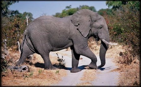 Elephant Crossing - elephant, animals