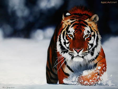 Tiger in the Snow - abstract, fantasy, photography, snow, tigers, animals