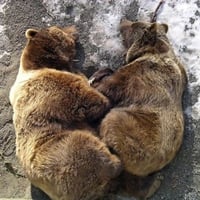 sleeping bears