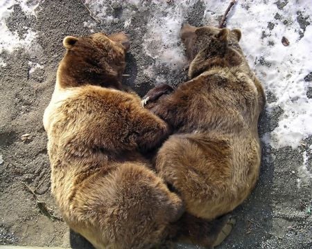 sleeping bears - snows, brown bears, on large rock