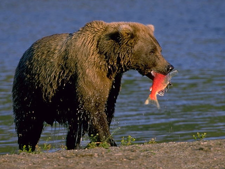 feeling a little hungry - fish, close up, brown bear, alaska