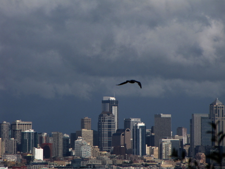 Seattle Seagull - sky, seattle, city, seagull, storm, bird