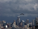 Seattle Seagull