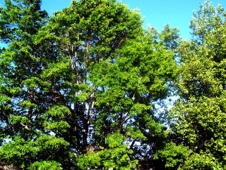 Trees - trees, nature, summer