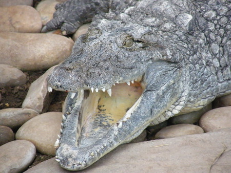 Say AHH!!! - mouth, others, animals, crocodile