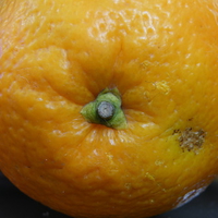 Hirsaee Orange