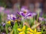 Crocuses and Bees