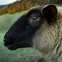 Sheep close up