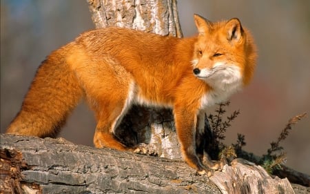 Fox in the Wild - outdoors, nature, animals, fox