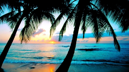 Beach Sunset - trees, sunset, nature, beach, sky, palm