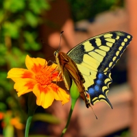 Butterfly on Flowers