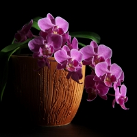 Beautiful orchids