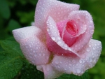 Drops on Pink Rose