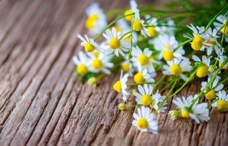 ♥ - daisies, flowers, nature, soft