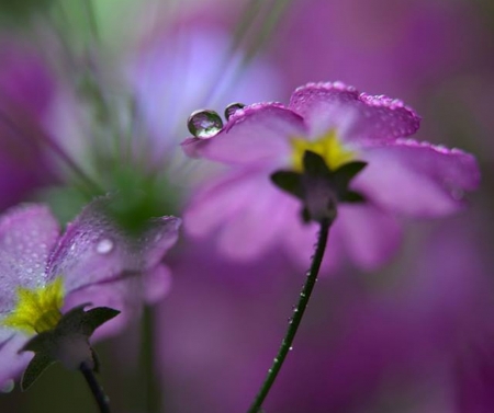 tenderness - flowers, tenderness, nature, photography, beauty, cool