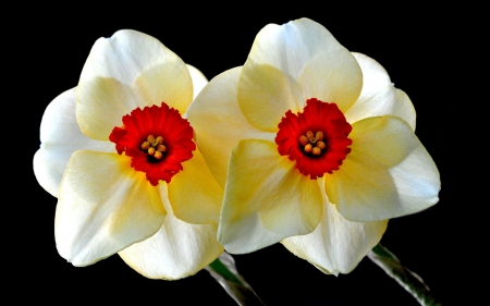 Two Daffodils Flowers - flowers, nature, daffodils, petals, closeup