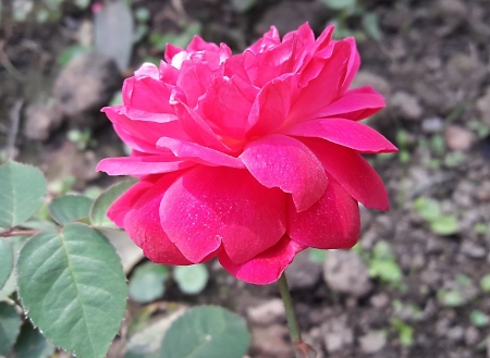 Rose-1 - rose, flower, pink, red