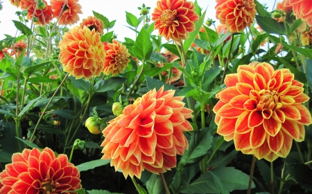 Orange Dahlias - nature, closeup, orange, flowers, dahlias