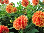 Orange Dahlias