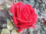 Rose-4