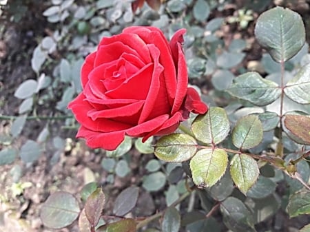 Red Rose - green, leaf, rose, red