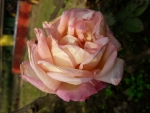 lovely Rose