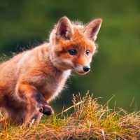 Fox cub