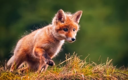 Fox cub - vulpe, animal, fox, green, cute, orange