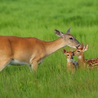 Deer Family