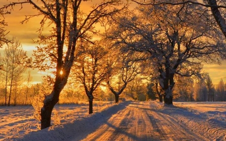 Winter Road in Latvia - trees, snow, winter, sunset, road