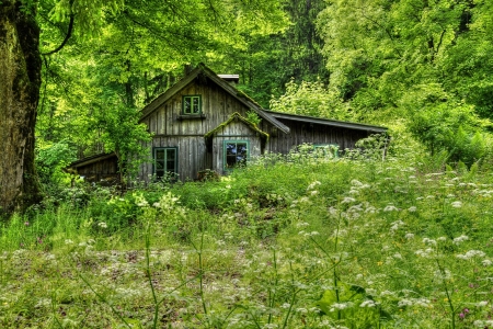 Old House in the Woods