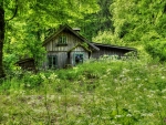 Old House in the Woods