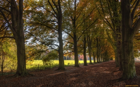 Autumn Alley - nature, autumn, trees, alley, avenue, road