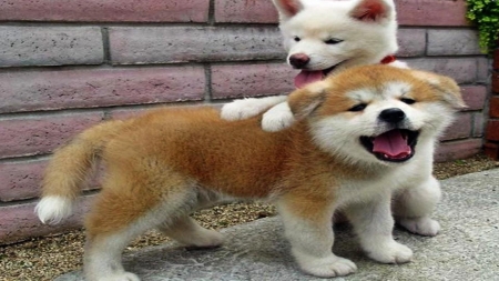 Playing Two Puppies - animal, cute, dog, puppies