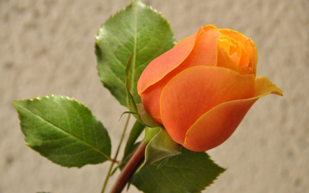 Orange Rose - nature, petals, orange, flowers, rose, bud