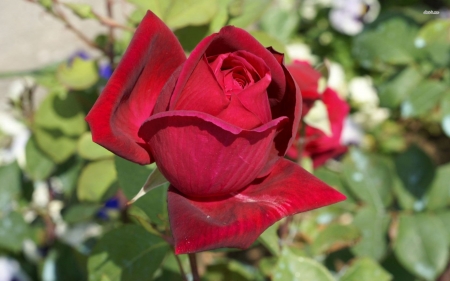 Red Beauty - nature, petals, red, rose, flower