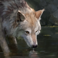 Wolf drinking