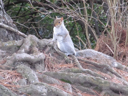 Root Squirrel - Animals, Parklife, Squirrels, Treeroots, Wildlife, Winter