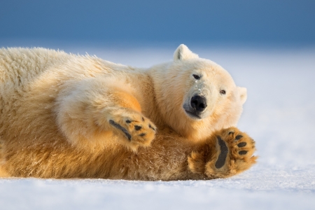 Polar bear - white, paw, winter, animal, polar bear, urs