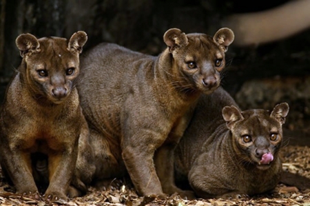 Adult Fossa - Adult, Animals, Beautiful, Fossa