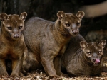 Adult Fossa