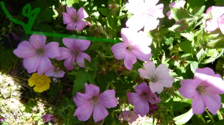 Summer Flowers - Pretty, Nature, Flowers, Blue