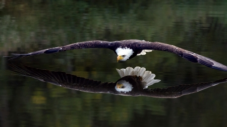 Bald Eagle - reflections, bald eagle, animals, eagles, birds