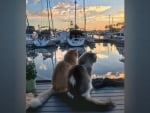 Cats in Marina