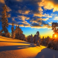 Frosted Trees in Winter