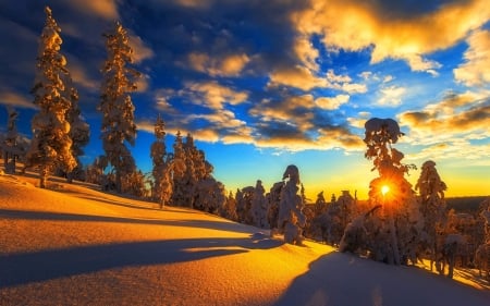 Frosted Trees in Winter - clouds, trees, winter, frosted, snow, ice, sunset, nature, sky, woods