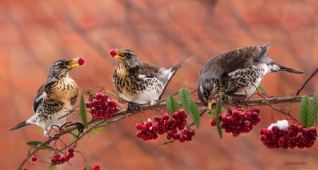 Little Birds - berries, cute, birds, branch