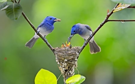 Beautiful birds - feeding, nest, pretty, birds